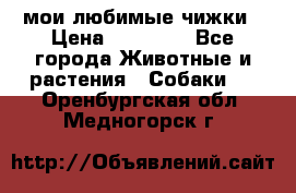 мои любимые чижки › Цена ­ 15 000 - Все города Животные и растения » Собаки   . Оренбургская обл.,Медногорск г.